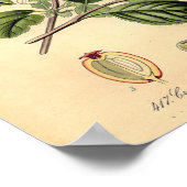 植物学 – Hawthorn Crataegus oxyacantha monogyna ポスター (角)