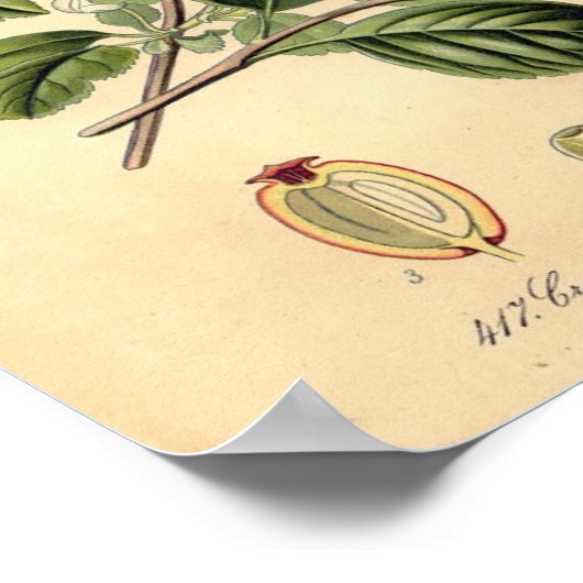 植物学 – Hawthorn Crataegus oxyacantha monogyna ポスター (角)