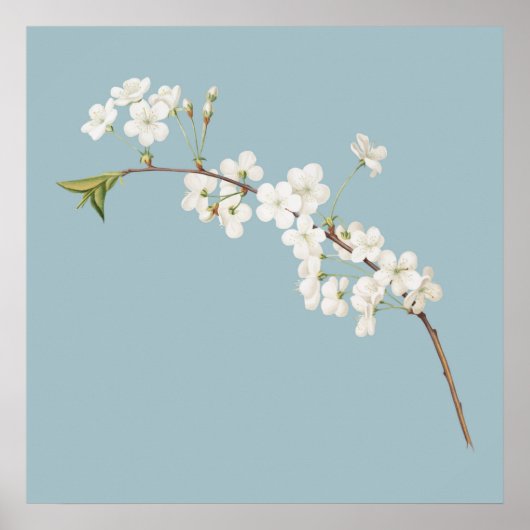 植物性イラストレーション ポスター (正面)