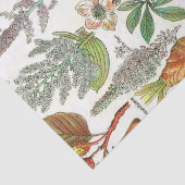 植物性イラストレーション 薄葉紙 (詳細)
