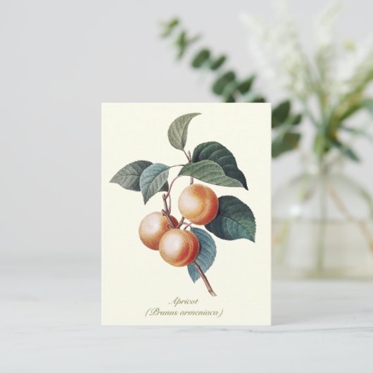 植物性エレガントヴィンテージアプリコットフルーツ ポストカード (スタンド正面)