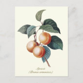 植物性エレガントヴィンテージアプリコットフルーツ ポストカード (正面)