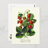 植物性エレガントヴィンテージ野生イチゴ果実 ポストカード (正面/裏面)