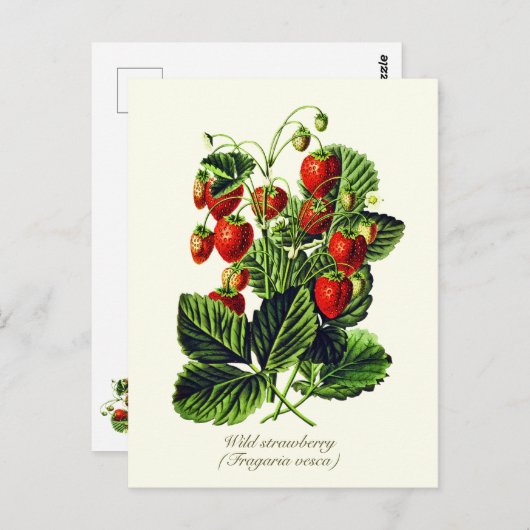 植物性エレガントヴィンテージ野生イチゴ果実 ポストカード (正面/裏面)
