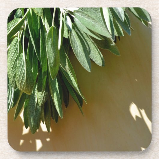 植物性エレガント緑色の草離れ草のセージ コースター (正面)