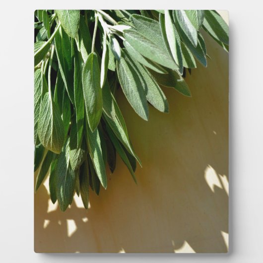 植物性エレガント緑色の草離れ草のセージ フォトプラーク (正面)