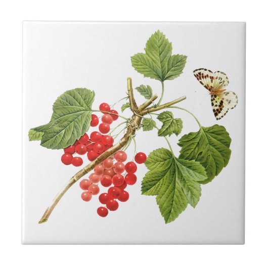 植物性セラミックタイル タイル (正面)