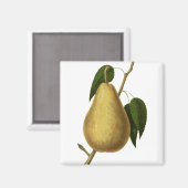 植物性フルーツ梨 マグネット (正面/裏面)