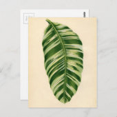 植物性プリント – バナナ(musa vitata) ポストカード (正面/裏面)