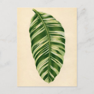 植物性プリント – バナナ(musa vitata) ポストカード