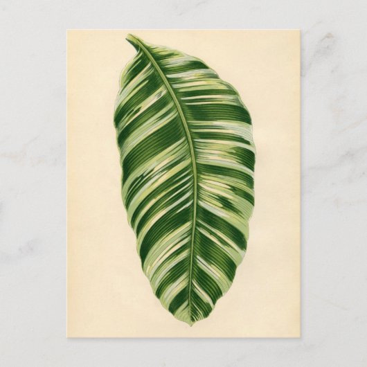 植物性プリント – バナナ(musa vitata) ポストカード (正面)