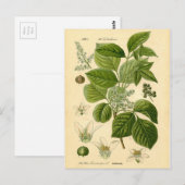 植物性プリント – ポイズンアイビー（トキシコデンドロン） ポストカード (正面/裏面)