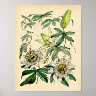 植物性プリント- Passion Flower (Passiflora) ポスター