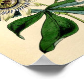 植物性プリント- Passion Flower (Passiflora) ポスター (角)