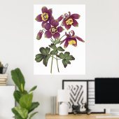 植物性プレミアム品質プリントのオダマキ(植物) ポスター (ホームオフィス)