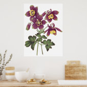 植物性プレミアム品質プリントのオダマキ(植物) ポスター (キッチン)