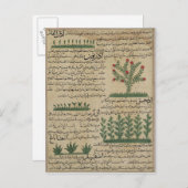 植物植物， 'Theからのイラストレーション ポストカード (正面/裏面)