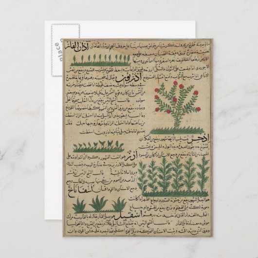 植物植物， 'Theからのイラストレーション ポストカード (正面/裏面)