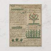 植物植物， 'Theからのイラストレーション ポストカード (正面)