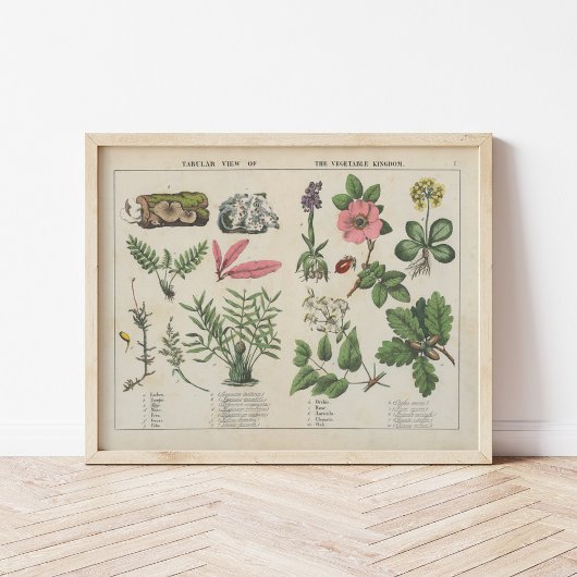 植物王国 | シャーロッテメアリーヨンゲ ポスター