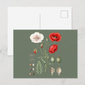 植物画フラワーアート ポストカード (正面/裏面)