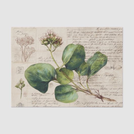 植物画 薄葉紙 (正面)