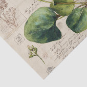 植物画 薄葉紙 (詳細)