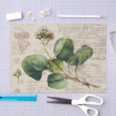 植物画 薄葉紙 (クラフト)