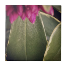 植物相のタイルDaphne