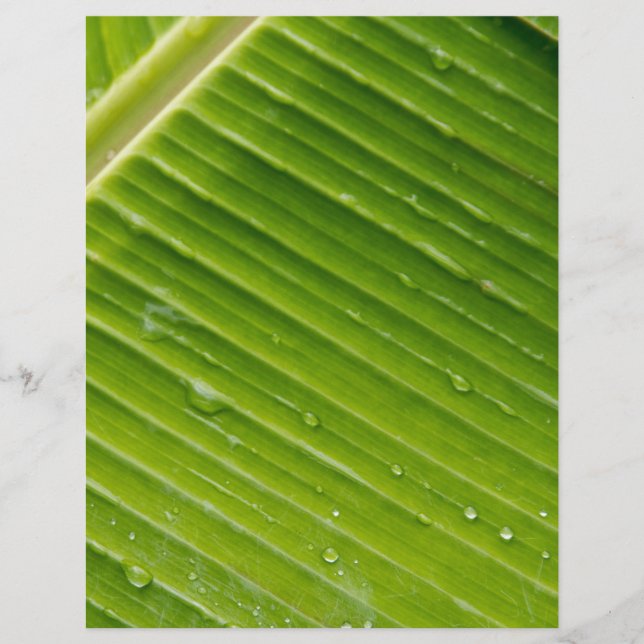 植物相ドミニカ1 (正面)