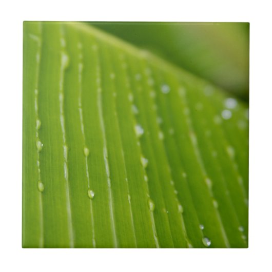 植物相ドミニカ2 タイル (正面)