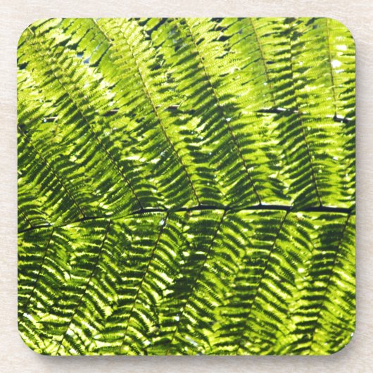 植物相ドミニカ5 コースター (正面)