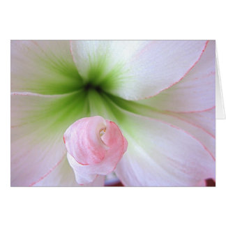 "植物相Tenera"のカード