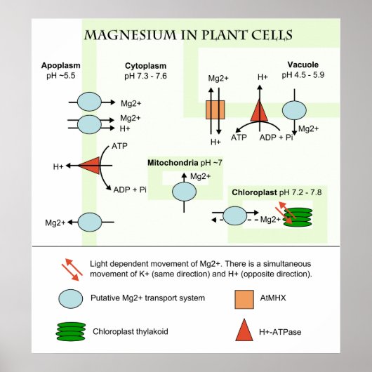 植物細胞のマグネシウムの植物図 ポスター (正面)