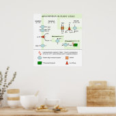 植物細胞のマグネシウムの植物図 ポスター (キッチン)