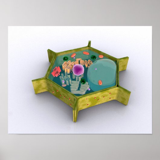 植物細胞の概念像 ポスター (正面)