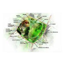 植物細胞ポスター