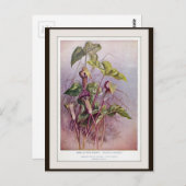 植物花ハガキ ポストカード (正面/裏面)