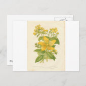 植物花プリント葉書 ポストカード (正面/裏面)