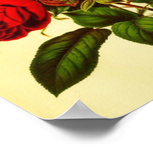 植物赤バラ ポスター (角)