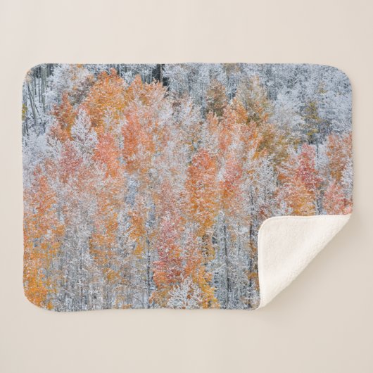 《植物》アスペンと雪 |コロラド州,ロッキー山脈 シェルパブランケット (正面(横))