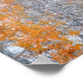 《植物》アスペンと雪 |コロラド州，ロッキー山脈 ポスター (角)