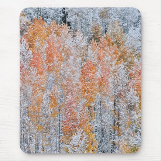 《植物》アスペンと雪 |コロラド州,ロッキー山脈 マウスパッド (正面)