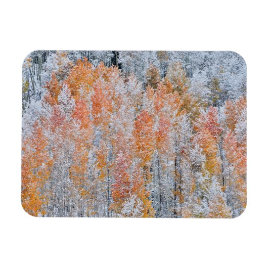 《植物》アスペンと雪 |コロラド州，ロッキー山脈 マグネット (横)