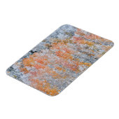 《植物》アスペンと雪 |コロラド州，ロッキー山脈 マグネット (左側)