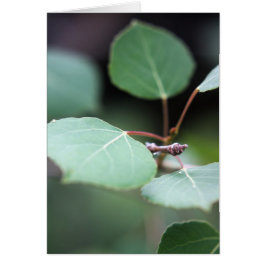 《植物》アスペンのクローズアップ