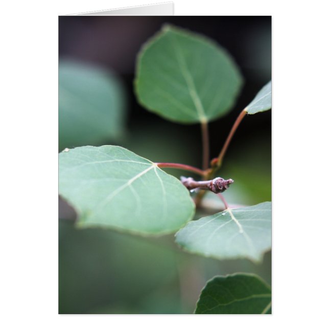 《植物》アスペンのクローズアップ (正面)