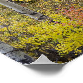 《植物》アスペンのグローブのピーク秋色で氷河 ポスター (角)