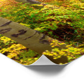 《植物》アスペンの木々の秋のロッキー ポスター (角)