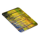 《植物》アスペンの木々の秋のロッキー マグネット (右側)